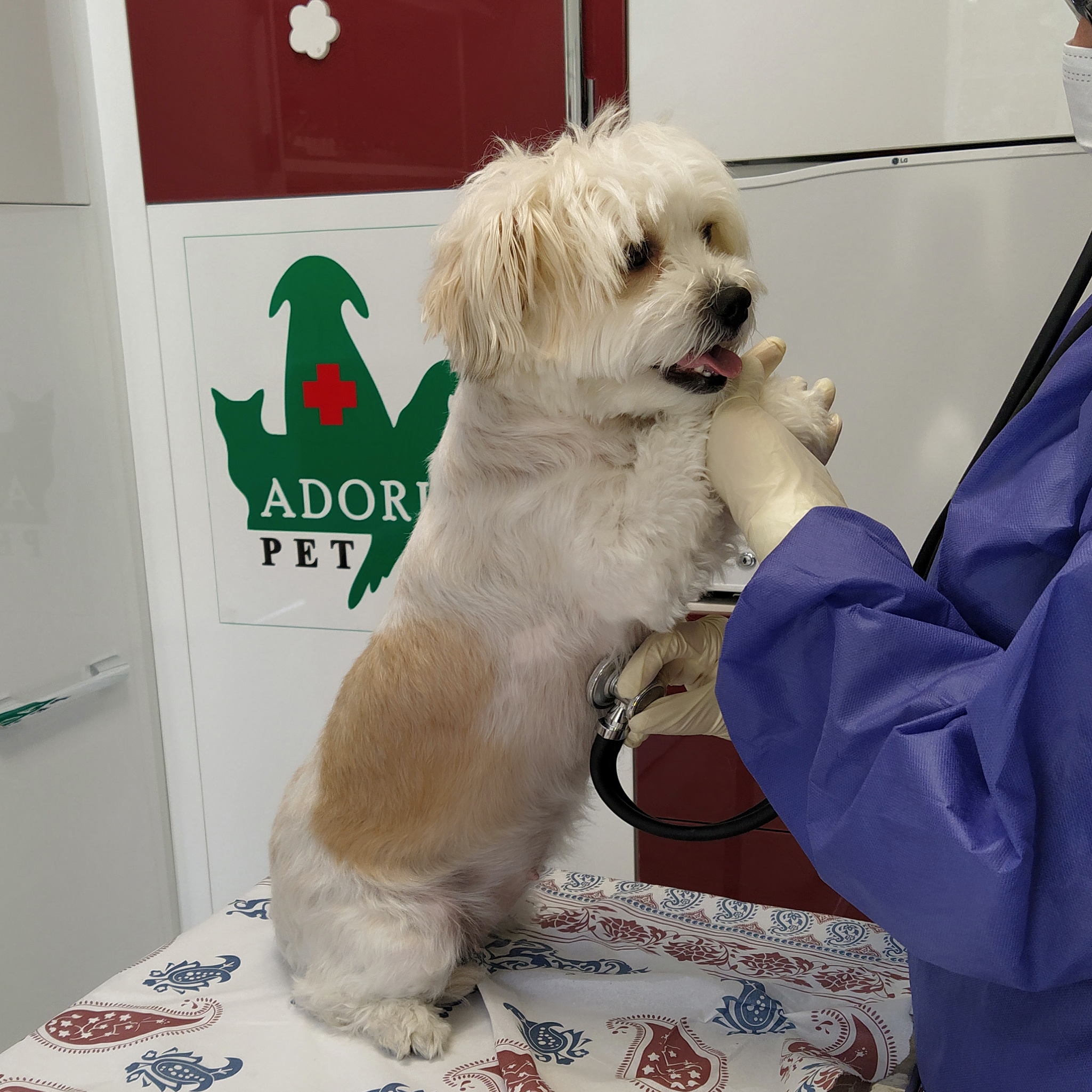 همه چیز در مورد سیستم تناسلی سگ ها و رفتار جنسی آنها