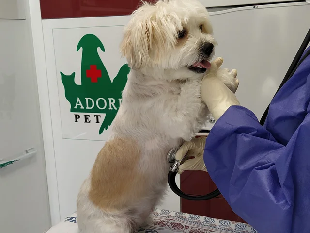 همه چیز در مورد سیستم تناسلی سگ ها و رفتار جنسی آنها