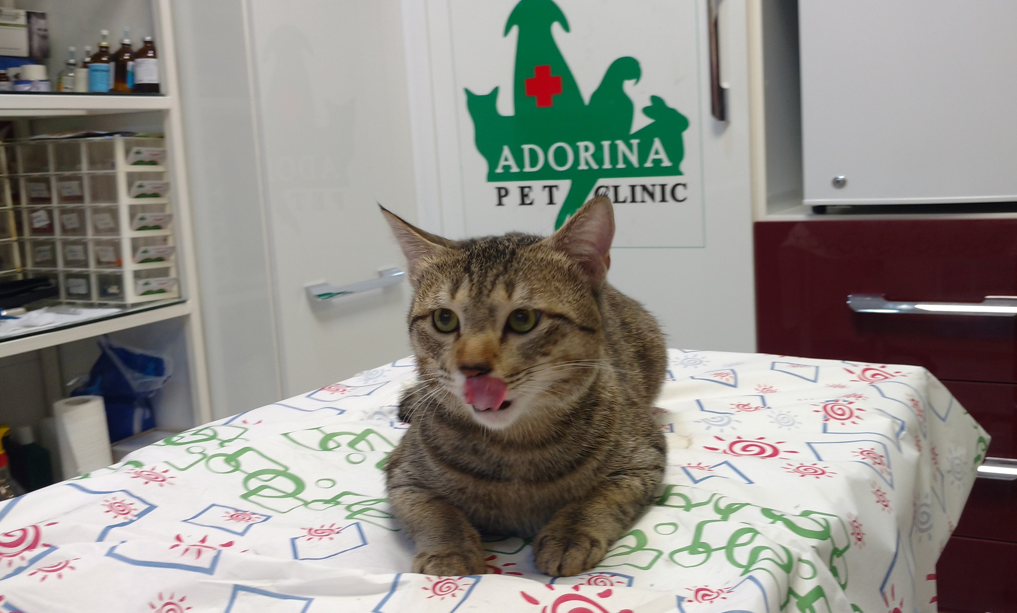 آیا گربه‌ها می‌توانند ذرت بخورند؟ بررسی مزایا و مضرات