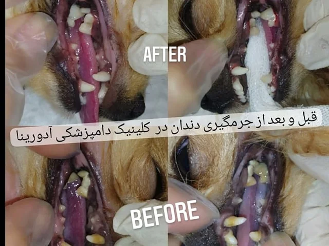 بهداشت دهان و دندان در سگ و گربه