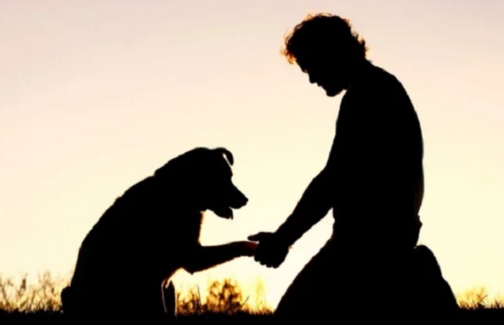 آیا حیوانات خانگی غم و اندوه رو درک می‌کنند؟ واکنش پت‌ها به مرگ صاحب یا حیوان دیگر