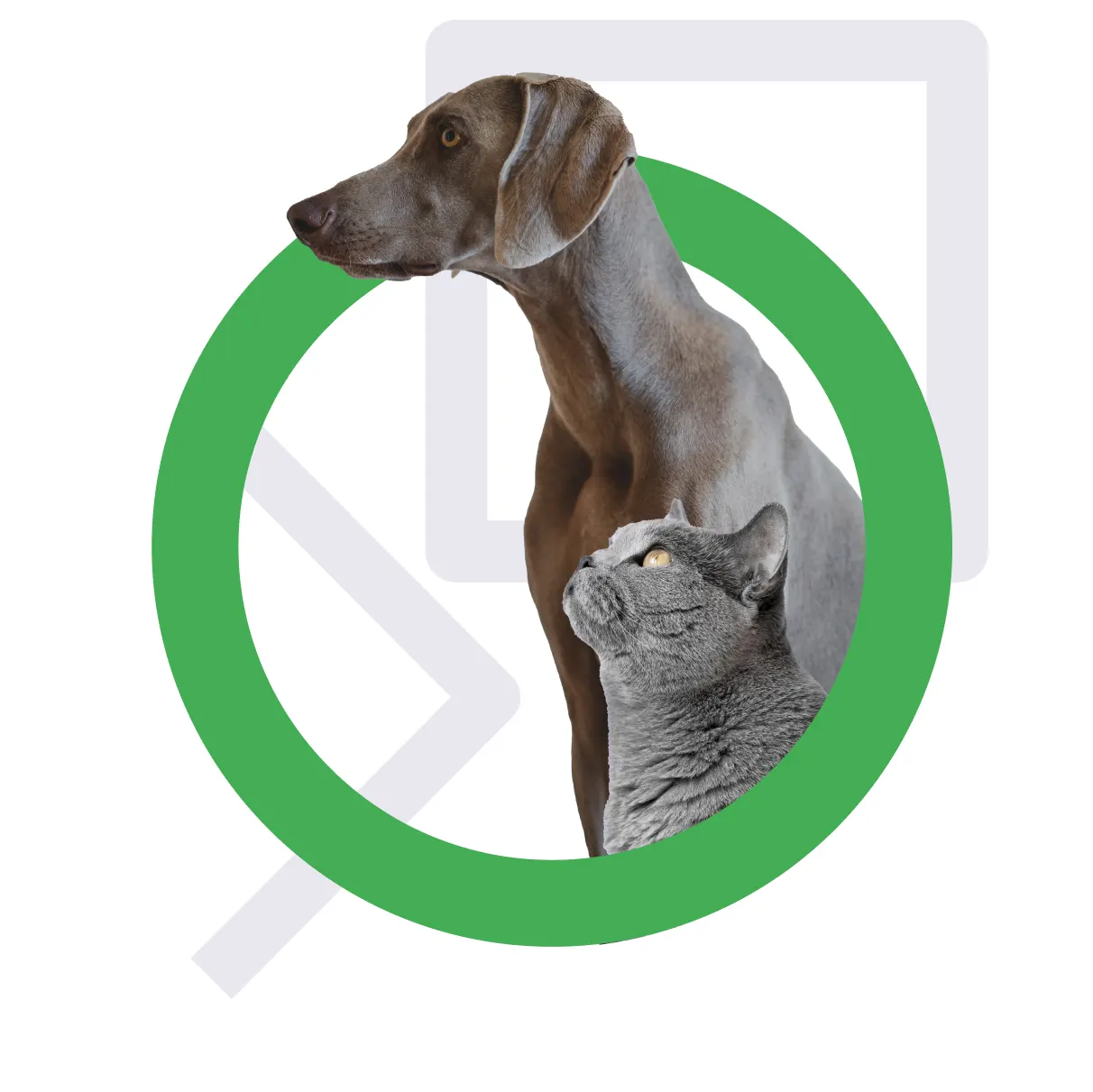 نقش ژنتیک در رفتار حیوانات خانگی: چقدر از شخصیت‌شون ارثیه؟