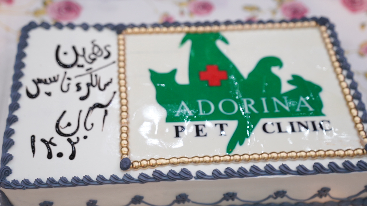 راهنمای جامع آمادگی برای یک ویزیت دامپزشکی موفق: آنچه صاحبان حیوانات باید بدانند