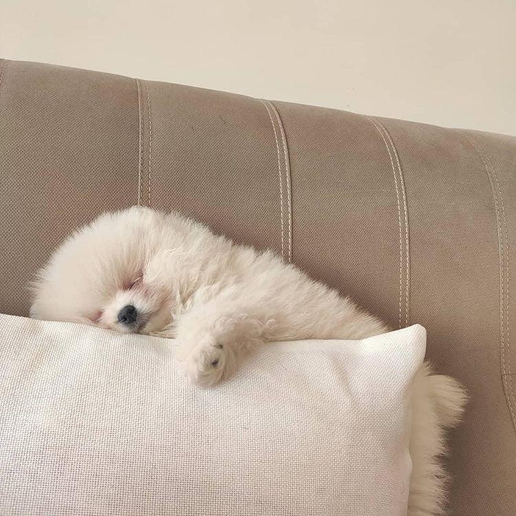 چرخه فحلی (پریود) در سگ‌ها: شناخت کامل، مراقبت‌ها و مشکلات احتمالی