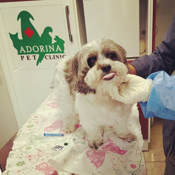 مشکلات دامپزشکی رایج در مناطق کوهستانی و خدمات ویژه کلینیک دامپزشکی آدورینا