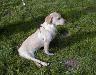 اختلالات عصبی عضلانی در حیوانات خانگی