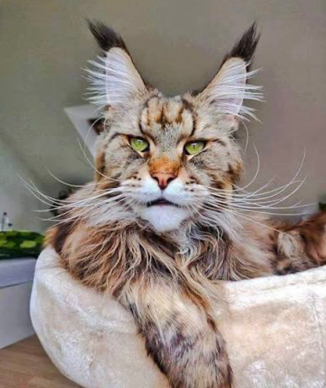 هر آنچه باید پیش از خرید یا نگهداری از گربه‌های نژاد مین‌کون (Maine Coon) بدانید