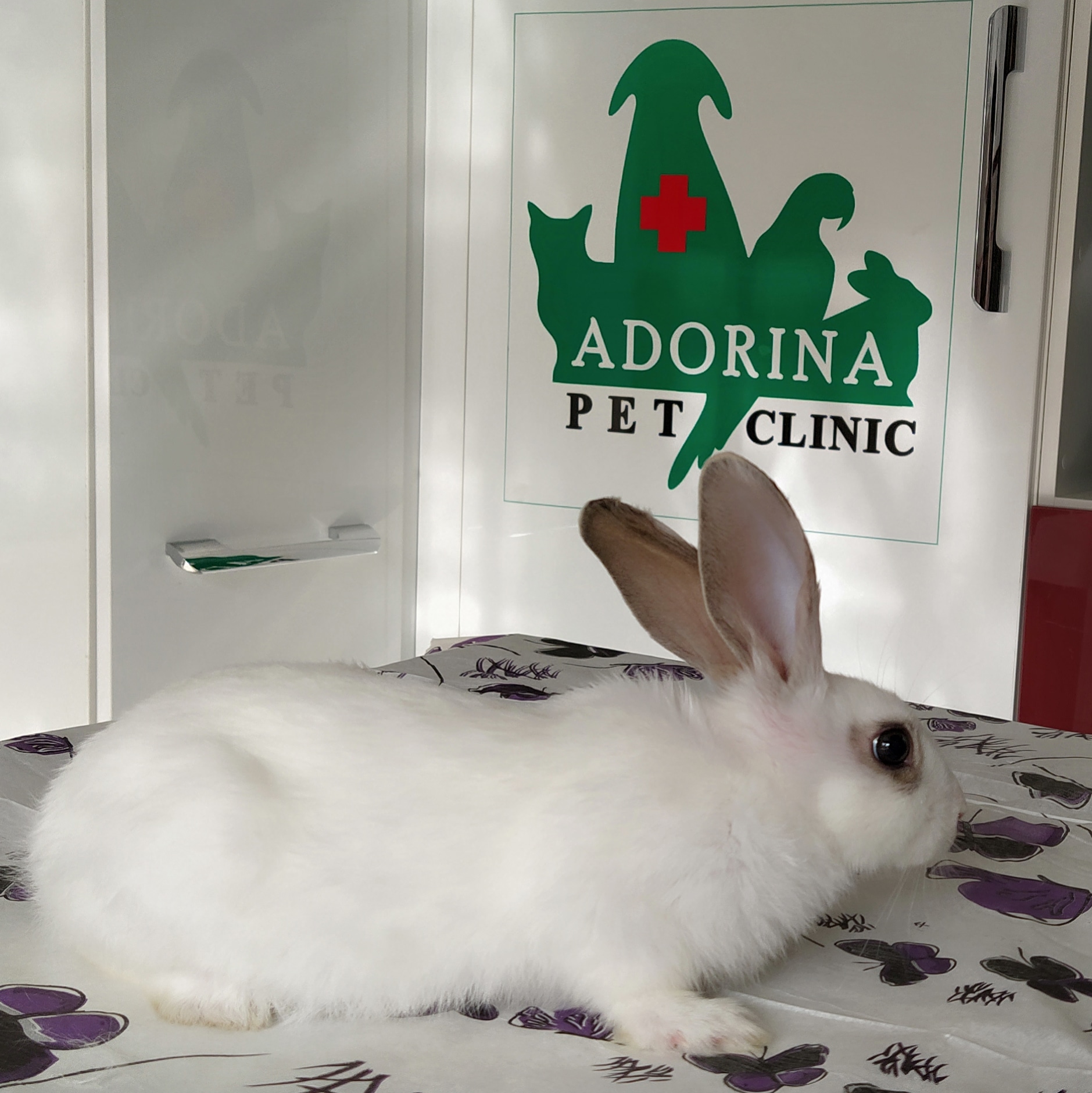 خوراکی های ممنوعه برای خرگوش ها