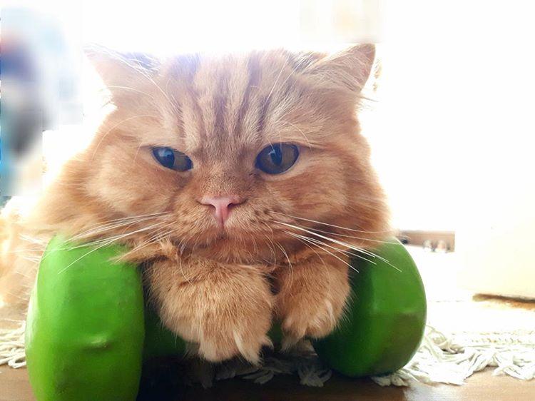 مواد بهداشتی و ضدعفونی کننده های خطرناک برای حیوانات خانگی