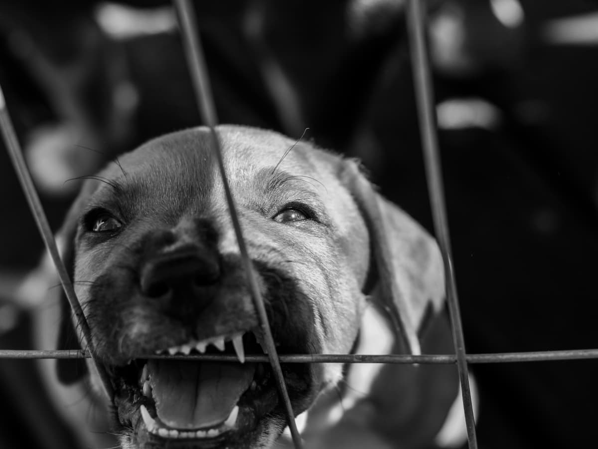 پرخاشگری در سگ ها