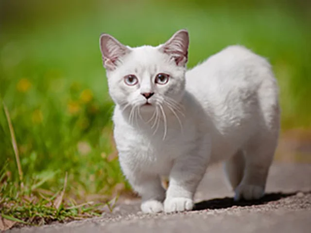 اختلال در رشد