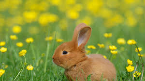 آشنایی با ۱۰ نژاد محبوب خرگوش خانگی در ایران