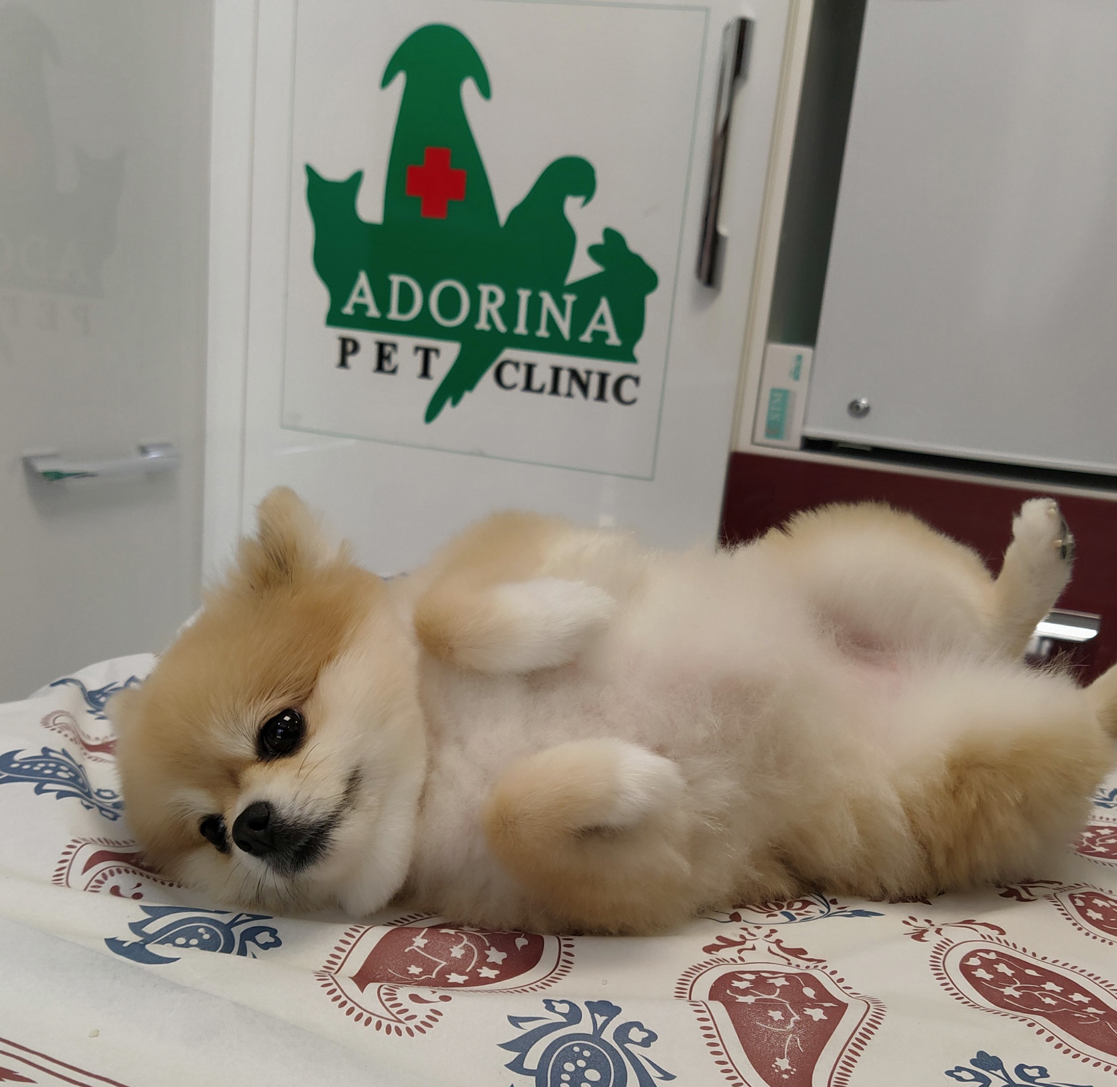 مقدار مصرف نرمال آب در سگ ها چقدر است؟