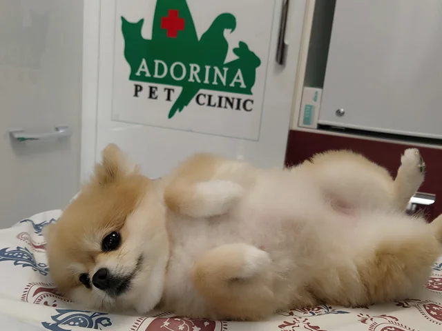 مقدار مصرف نرمال آب در سگ ها چقدر است؟