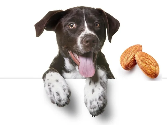 آیا سگ ها می توانند بادام درختی مصرف کنند؟