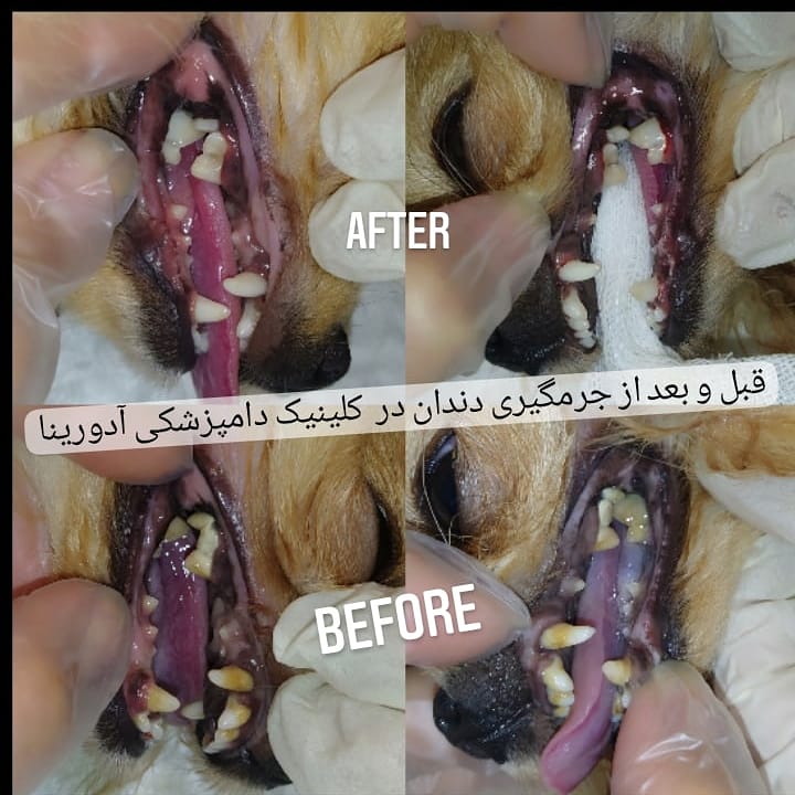 بوی بد دهان در سگ ها