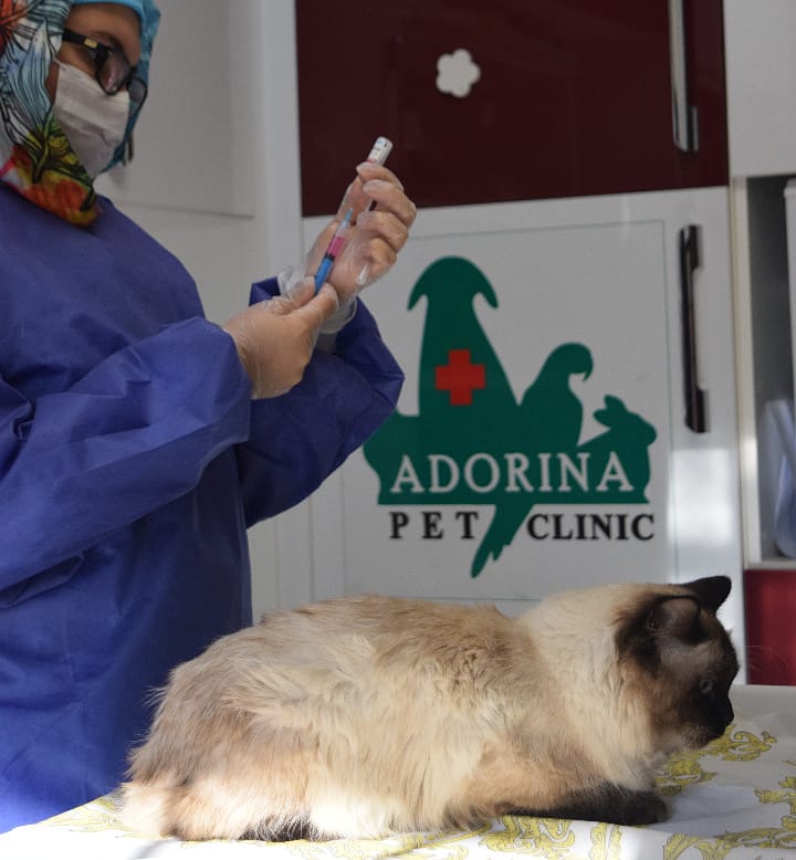 هزینه و تعرفه واکسیناسیون سگ و گربه در سال ۱۴۰۴ | کلینیک دامپزشکی آدورینا – سنندج