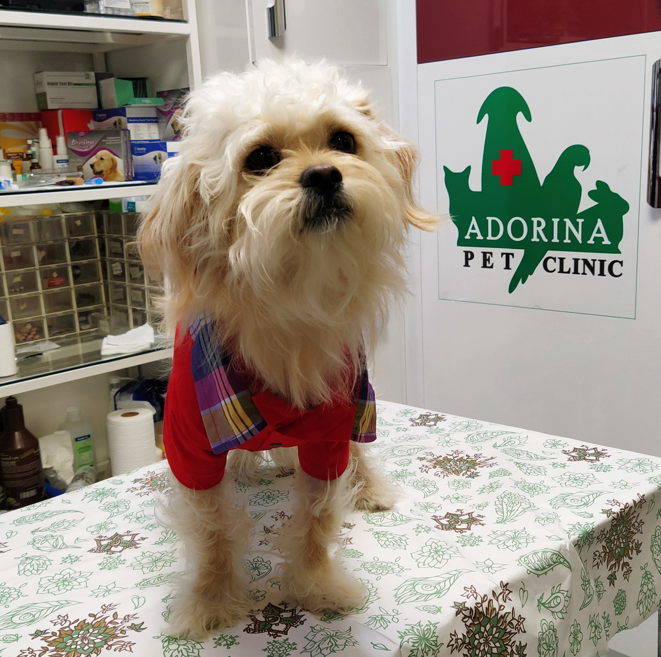 آیا سگ ها می توانند موز بخورند؟!