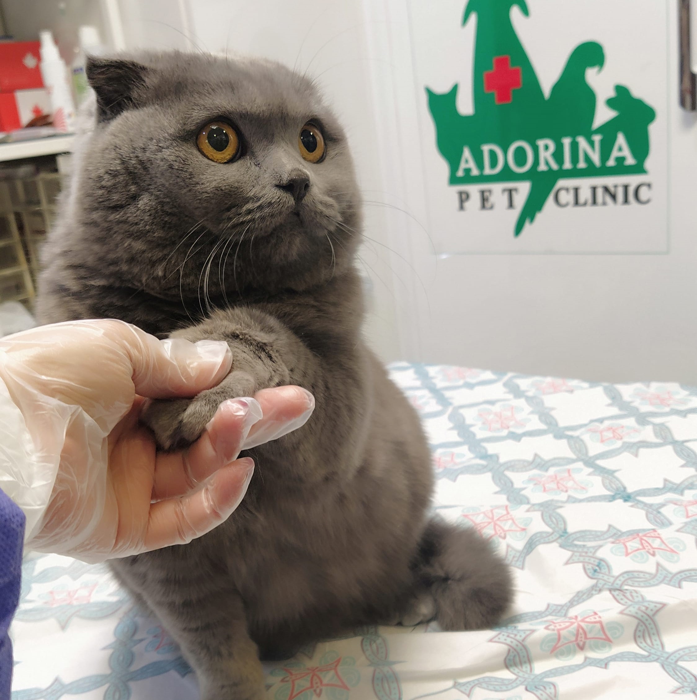 چرا گربه ها صاحبانشان را می لیسند؟