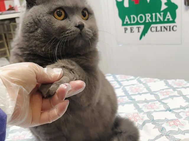 چرا گربه ها صاحبانشان را می لیسند؟