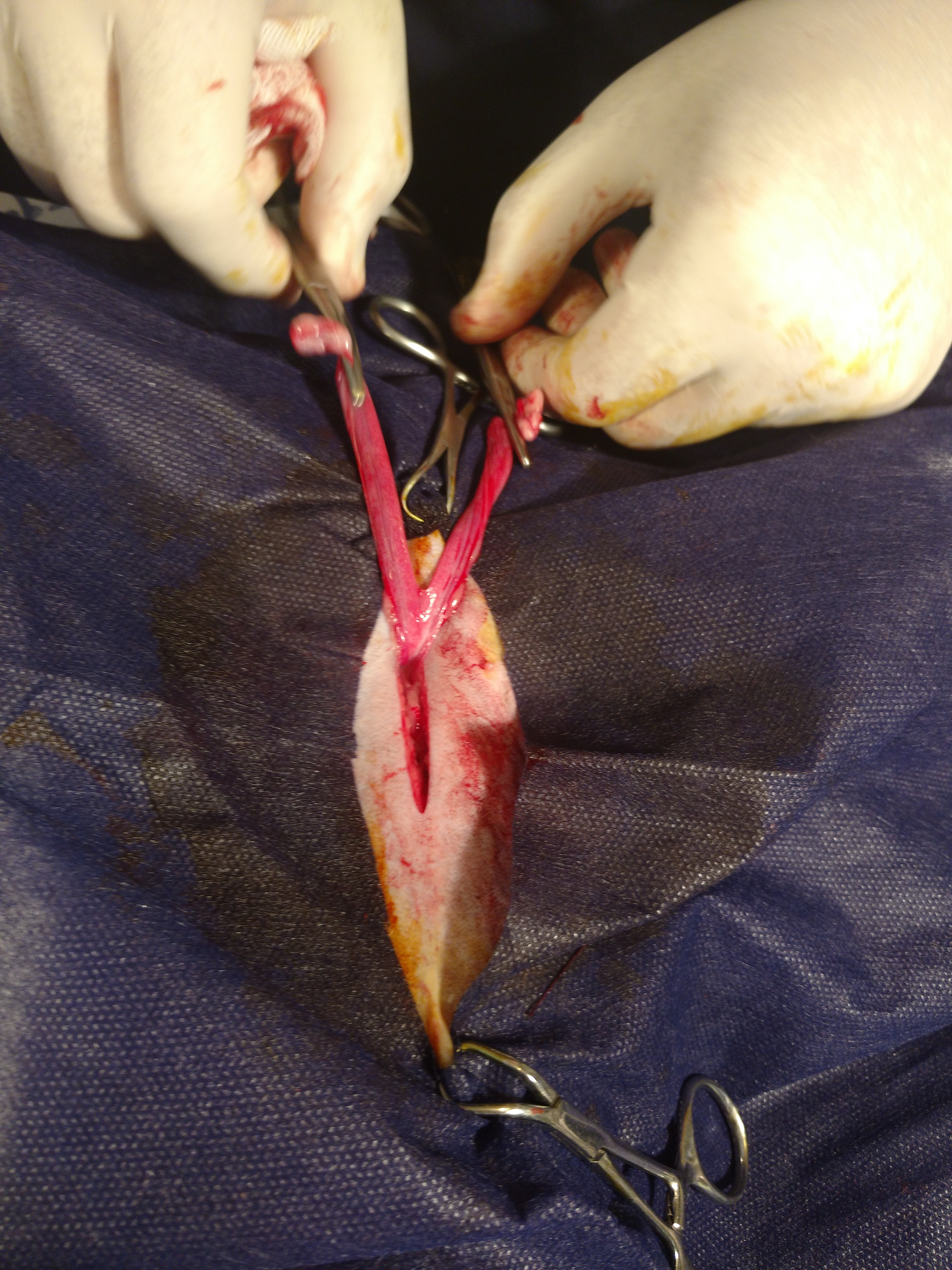 همه چیز در مورد سیستم تناسلی گربه ها