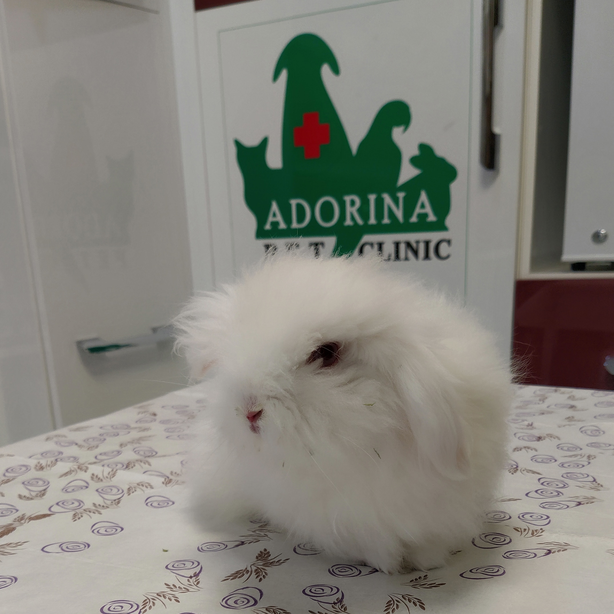 تغذیه خرگوش ها