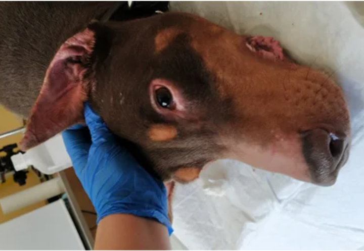 آیا برداشت گوش دوبرمن ضروری است؟