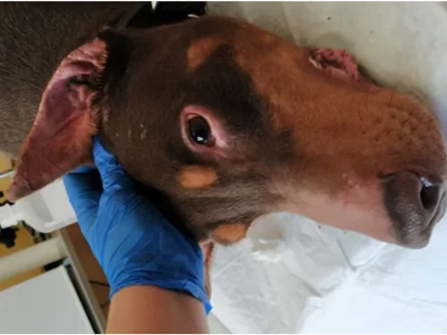 آیا برداشت گوش دوبرمن ضروری است؟