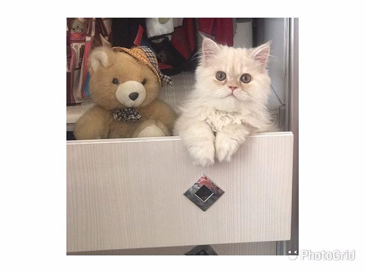 چرخه فحلی (پریود) در گربه‌ها: شناخت کامل، مراقبت‌ها و نکات مهم