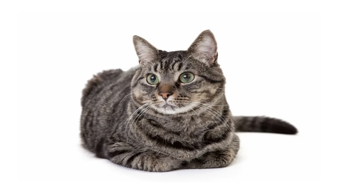 هر آنچه باید پیش از خرید یا نگهداری از گربه‌های DSH و DLH بدانید