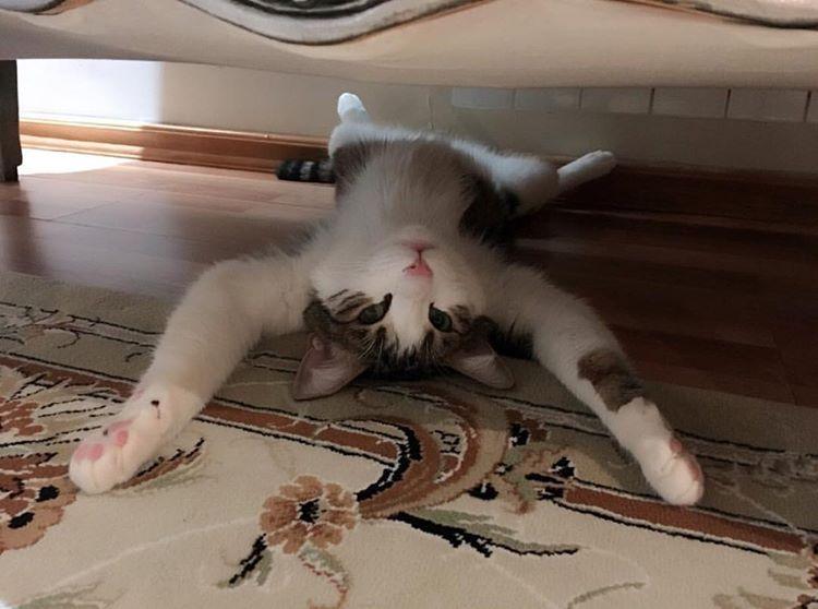 ترس از مکان ها و اشیاء در گربه ها