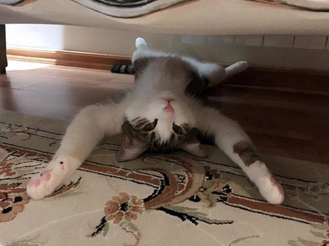 ترس از مکان ها و اشیاء در گربه ها