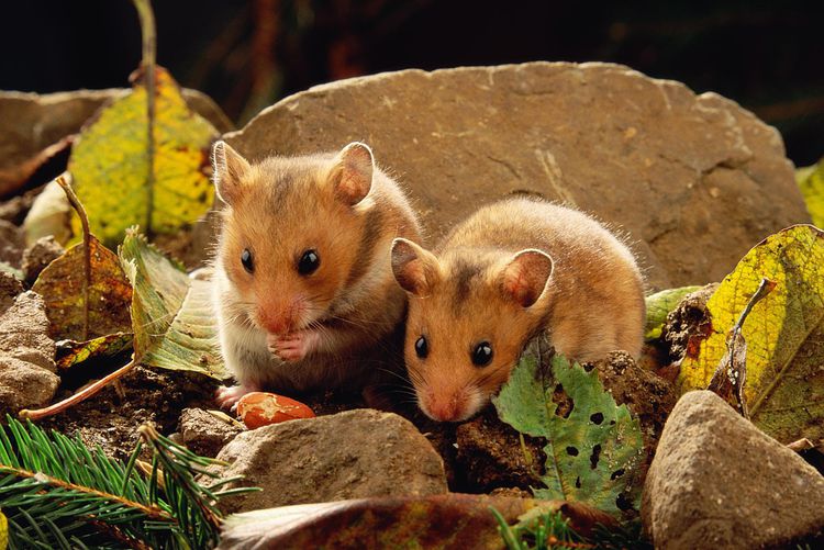 تعیین جنسیت، بررسی سیستم تناسلی و چرخه‌های فحلی در همستر